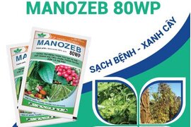 BẢO VỆ VƯỜN CÂY ĂN TRÁI SẠCH BỆNH TRONG MÙA MƯA BÃO KÉO DÀI