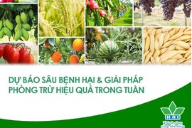 DỰ BÁO SÂU BỆNH VÀ GIẢI PHÁP PHÒNG TRỪ HIỆU QUẢ TRONG TUẦN