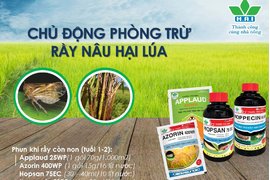 CHỦ ĐỘNG PHÒNG TRỪ RẦU NÂU HẠI LÚA