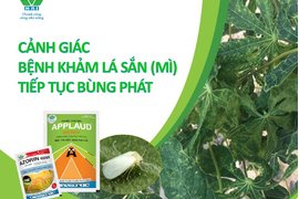 CẢNH GIÁC  BỆNH KHẢM LÁ SẮN (MÌ)  TIẾP TỤC BÙNG PHÁT