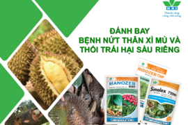 ĐÁNH BAY BỆNH NỨT THÂN XÌ MỦ VÀ THỐI TRÁI HẠI SẦU RIÊNG