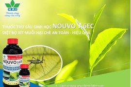 DIỆT BỌ XÍT MUỖI HẠI CHÈ AN TOÀN - HIỆU QUẢ