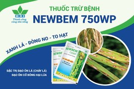 NEWBEM 750WP – XANH LÁ, ĐÒNG NO, TO HẠT