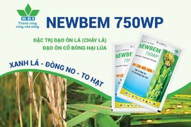 CHỦ ĐỘNG PHÒNG NGỪA BỆNH ĐẠO ÔN HẠI LÚA