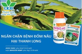 THANH LONG SẠCH BỆNH - ĐẠT CHUẨN XUẤT KHẨU