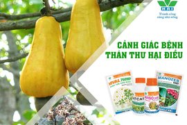 CẢNH GIÁC VỚI BỆNH THÁN THƯ HẠI ĐIỀU