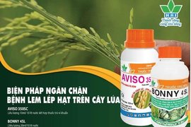 CHỦ ĐỘNG PHÒNG NGỪA LEM LÉP HẠT TẤN CÔNG LÚA ĐÔNG XUÂN 2021-2022