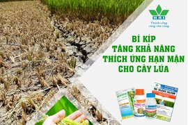 BÍ KÍP TĂNG KHẢ NĂNG THÍCH ỨNG HẠN MẶN CHO CÂY LÚA