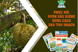 LÀM SAO ĐỂ VƯỜN SẦU RIÊNG VỤ NÀO CŨNG SAI QUẢ, HƯƠNG VỊ THƠM NGON???