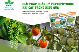 GIẢI PHÁP QUẢN LÝ PHYTOPHTHORA HẠI CÂY TRỒNG HIỆU QUẢ