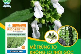 THUỐC TRỪ BỆNH RIDOZEB 72WP - CHUYÊN GIA TRỪ BỆNH THỐI GỐC HẠI MÈ (VỪNG)