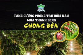 TĂNG CƯỜNG PHÒNG TRỪ BỆNH ĐÓM NÂU TRONG MÙA THANH LONG CHONG ĐÈN