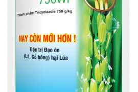 CHỦ ĐỘNG PHÒNG TRỪ BỆNH HẠI LÚA TRƯỚC ẢNH HƯỞNG BÃO SỐ 1
