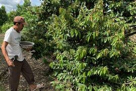 MẸO PHỤC HỒI VƯỜN SẦU RIÊNG SAU THU HOẠCH BẰNG PHÂN BÓN HAI SILICATE CALCIUM (SCF) CHÍNH HIỆU HÀN QUỐC