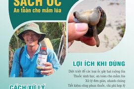 GIẢI PHÁP NÀO TRỪ ỐC HẠI LÚA HIỆU QUẢ NHANH MÀ KHÔNG ẢNH HƯỞNG ĐẾN MẦM LÚA?