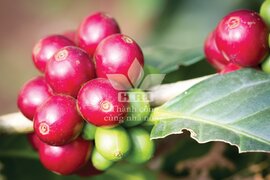 MANOZE 80WP - GIẢI PHÁP CHO VƯỜN CÀ PHÊ SẠCH BỆNH