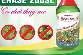 THUỐC TRỪ CỎ ERASE - CỎ CHẾT THẤY MÊ