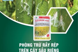PHÒNG TRỪ RẦY RỆP TRÊN CÂY SẦU RIÊNG NHANH CHÓNG HIỆU QUẢ?