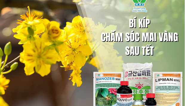 BÍ KÍP CHĂM SÓC MAI VÀNG SAU TẾT HIỆU QUẢ