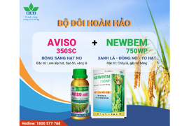 BỘ ĐÔI NĂNG SUẤT AVISO 350SC & NEWBEM 750WP