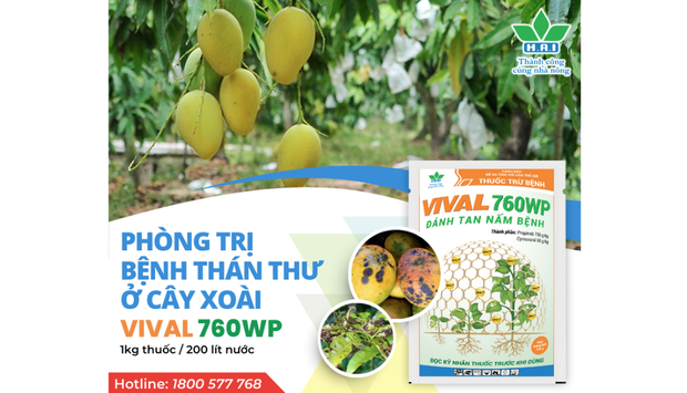 OÀI SẠCH BỆNH THÁN THƯ, NĂNG SUẤT VƯỢT TRỘI VỚI VIVAL 760WP!