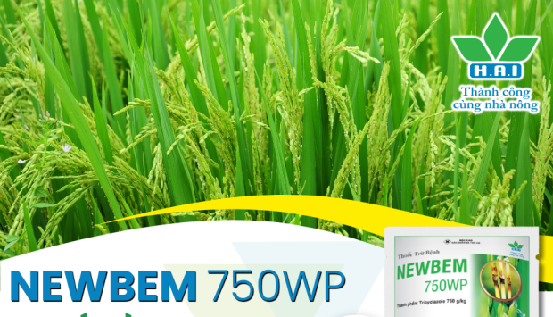 TẠI SAO VỤ HÈ THU LÚA THƯỜNG BỊ “SỤP MẶT” 