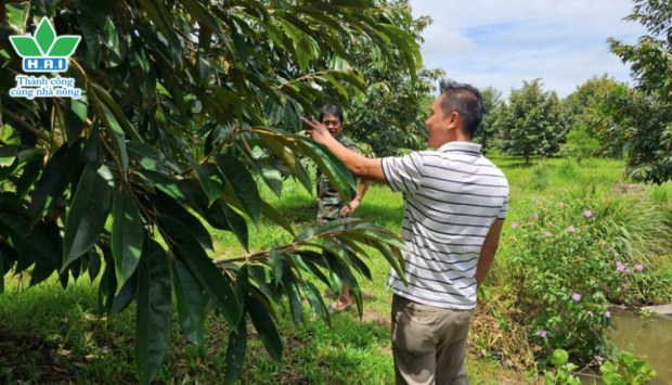 QUẢN LÝ DỊCH HẠI TỔNG HỢP TRÊN CÂY SẦU RIÊNG CÙNG BỘ GIẢI PHÁP TỪ HAI