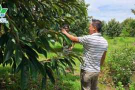QUẢN LÝ DỊCH HẠI TỔNG HỢP TRÊN CÂY SẦU RIÊNG CÙNG BỘ GIẢI PHÁP TỪ HAI
