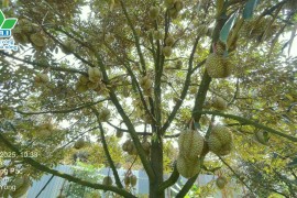 BỘ ĐÔI AVISO + DEKAMON: GIẢI PHÁP TĂNG CHẤT LƯỢNG TRÁI SẦU RIÊNG CỦA BÀ CON MIỀN ĐÔNG TÂY NGUYÊN ????✨