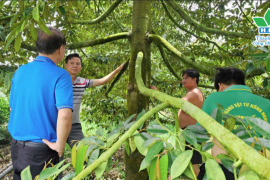 GIẢI PHÁP TỪ HAI - BÍ QUYẾT GIÚP VƯỜN SẦU RIÊNG PHỤC HỒI NHANH, CÂY KHỎE, LÁ XANH BÓNG