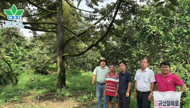 SCF - ĐỒNG HÀNH CÙNG NÔNG DÂN NÂNG TẦM NĂNG SUẤT VƯỜN SẦU RIÊNG