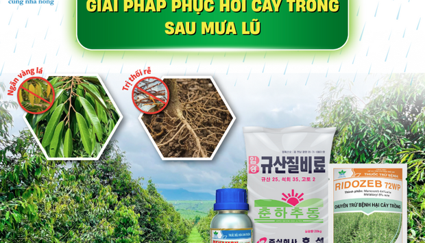 GIẢI PHÁP PHỤC HỒI CÂY TRỒNG SAU MƯA LŨ