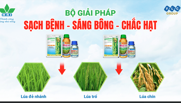 GIẢI PHÁP SẠCH BỆNH - SÁNG BÔNG - CHẮC HẠT CHO LÚA ĐÔNG XUÂN BỘI THU