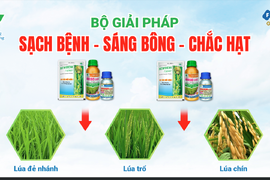 GIẢI PHÁP SẠCH BỆNH - SÁNG BÔNG - CHẮC HẠT CHO LÚA ĐÔNG XUÂN BỘI THU