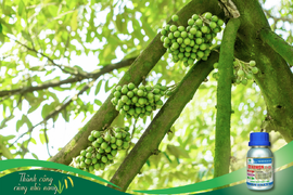 DEKAMON 22.43SL – TRỢ LỰC LÀM BÔNG SẦU RIÊNG