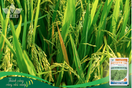 VÀNG LÁ CHÍN SỚM TRÊN LÚA – ĐỪNG CHỦ QUAN!