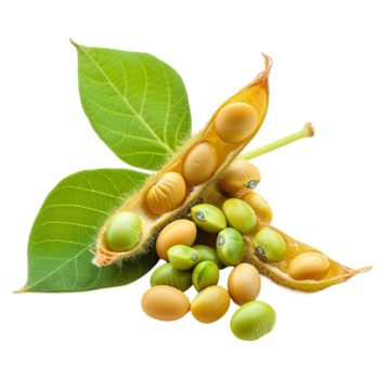 Đậu tương (Đậu nành)