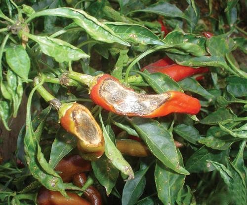 Nấm bệnh
