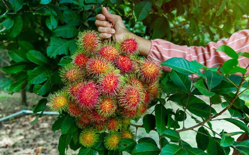 Thu hoạch