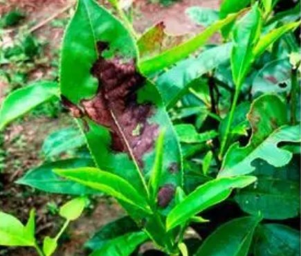 Nấm bệnh