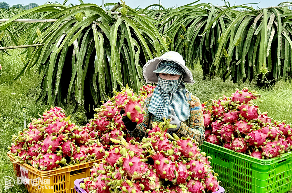 Thu hoạch