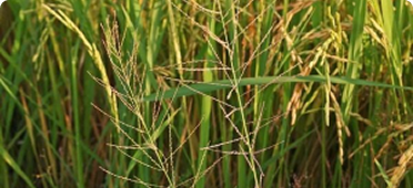 Cỏ lồng vực,  cỏ chỉ
