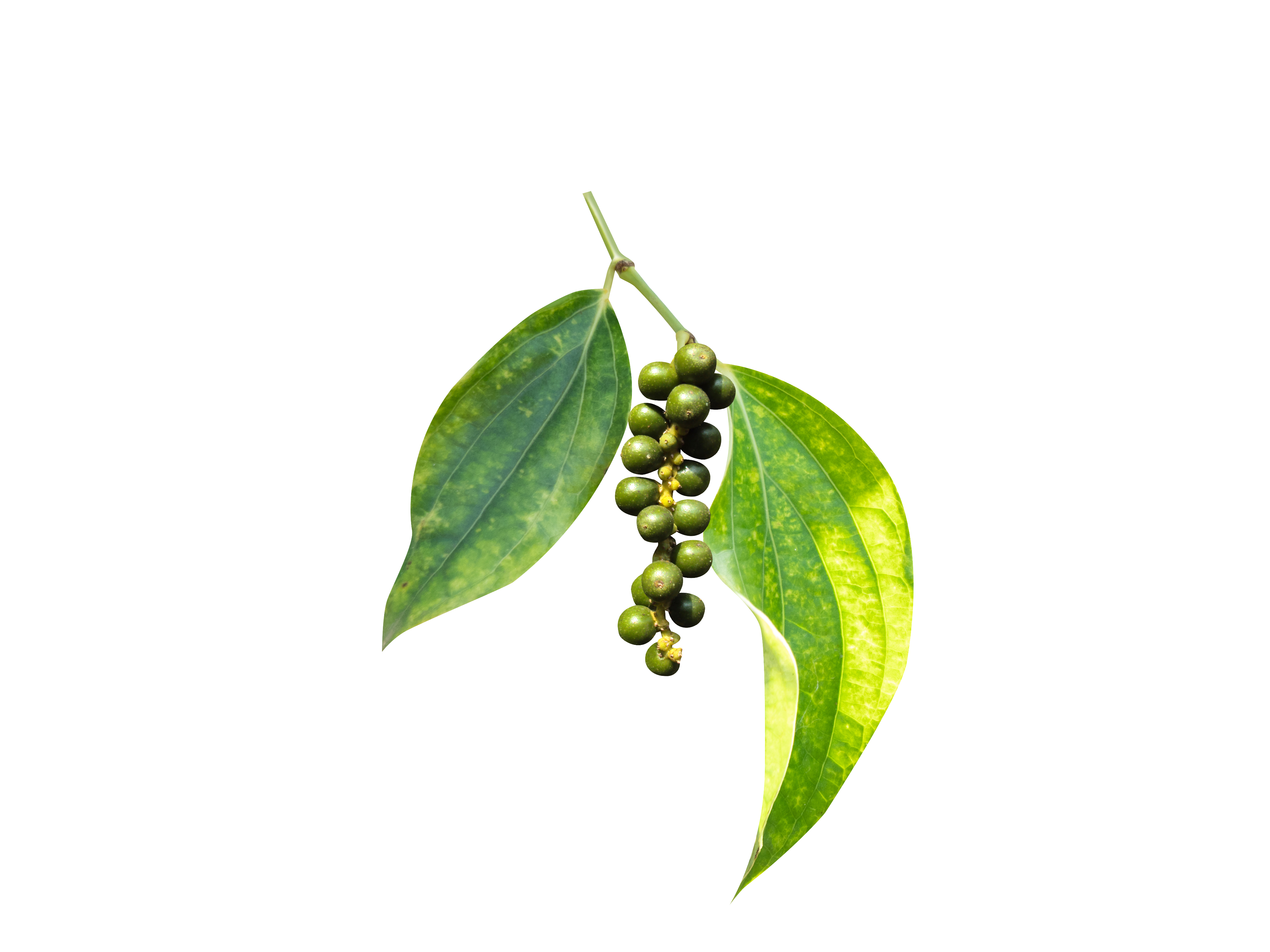 Hồ Tiêu