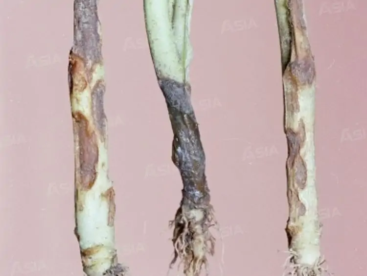 Thối rễ